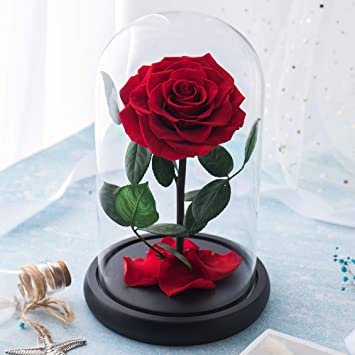 Rose in dome discount